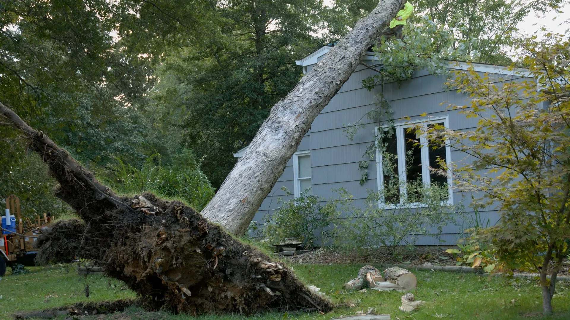 Image shows how wind uprooted a tree, damaging a nearby house.
